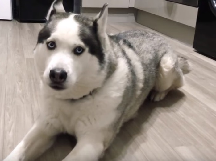 【面白動画】「I Love You」と話す犬が可愛すぎる