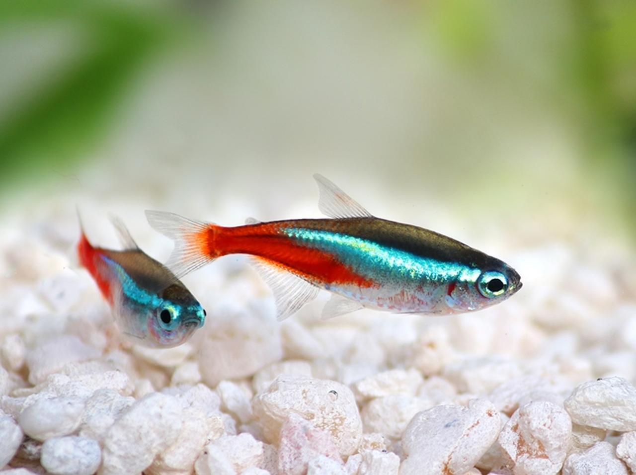 ペットの熱帯魚が死去、飼い主の男性の行動に心温まる