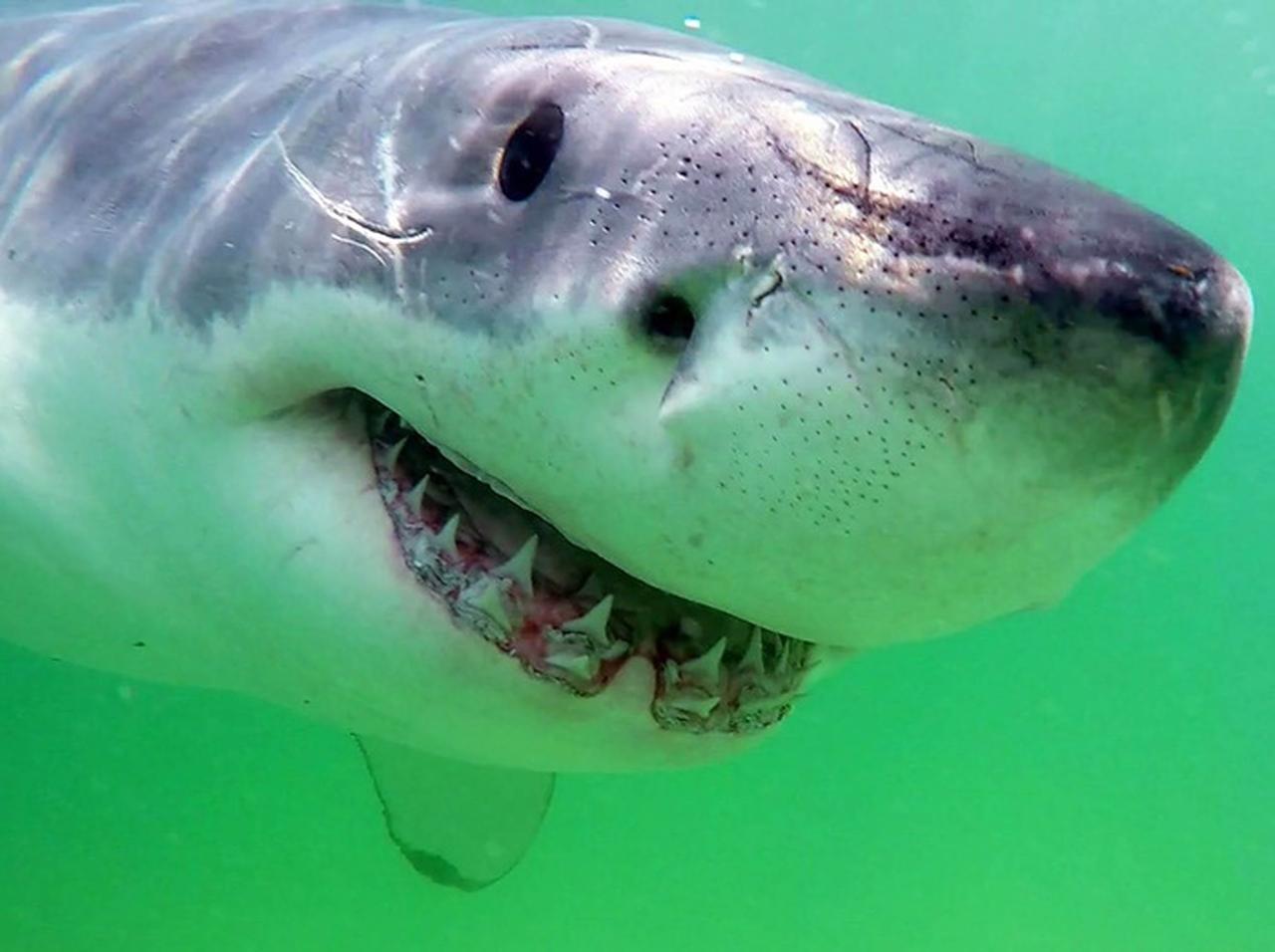 ある大物の発言で「サメ」に募金が急増する