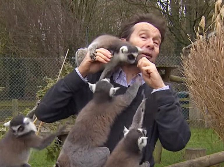 キツネザルの群れに愛されすぎる中年リポーターの仕事ぶりに笑顔になる人続出
