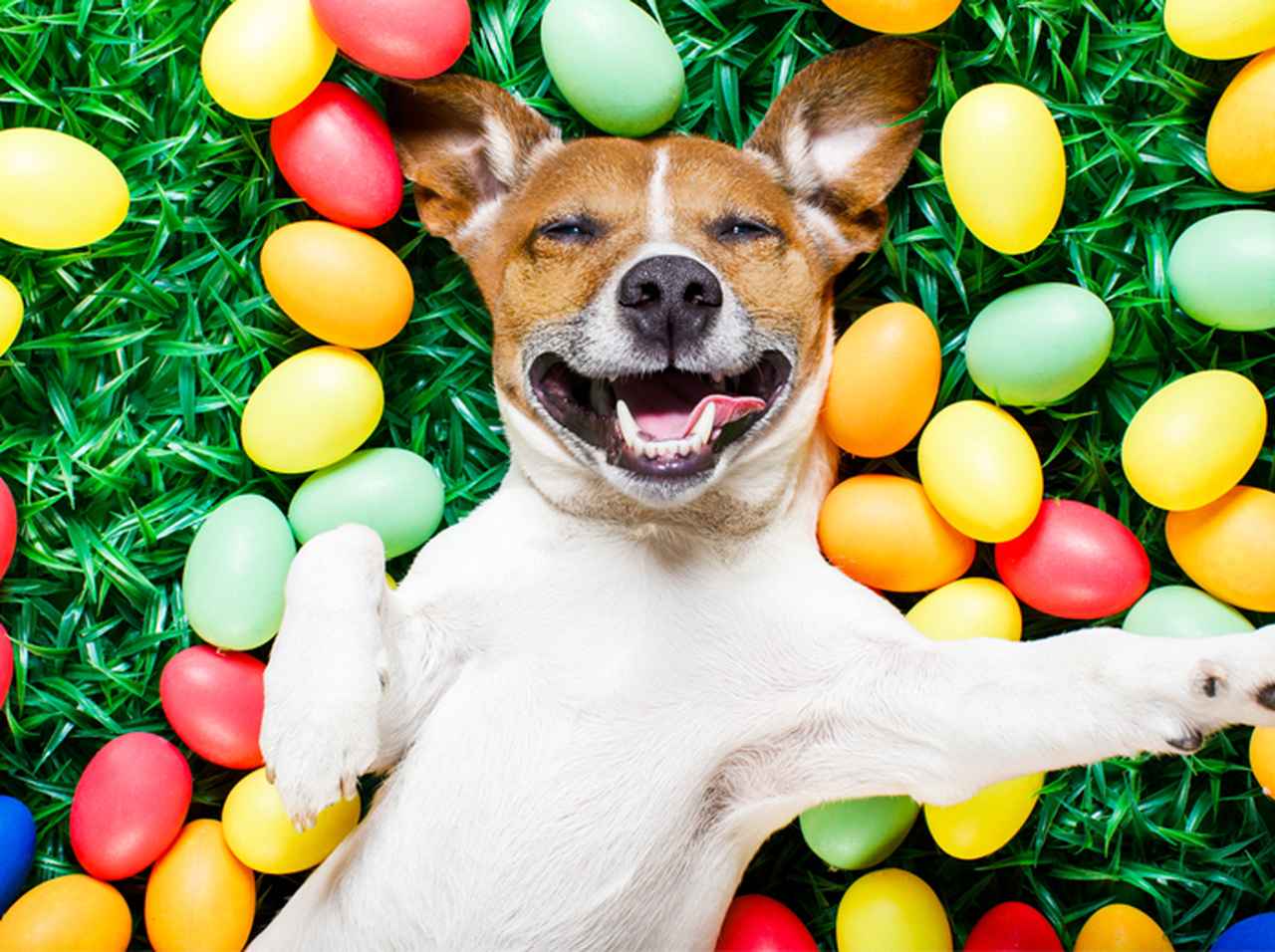 犬の優しさ証明する「卵チャレンジ」の思わぬ結末に爆笑！