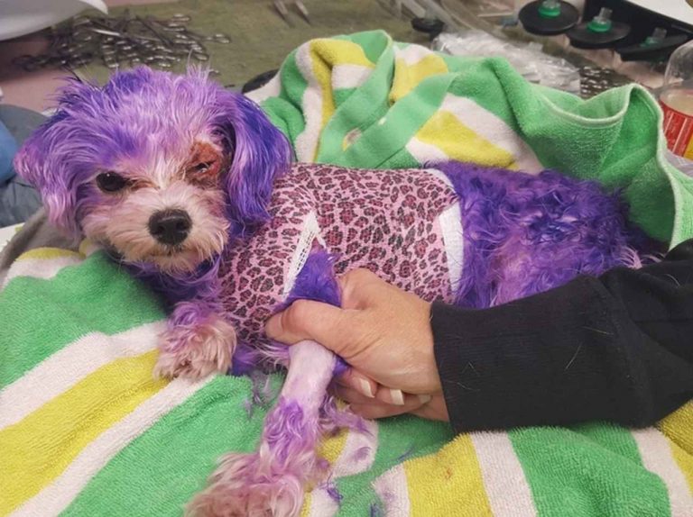 人間のヘアカラー剤で染められ、命を落としかけた犬のその後
