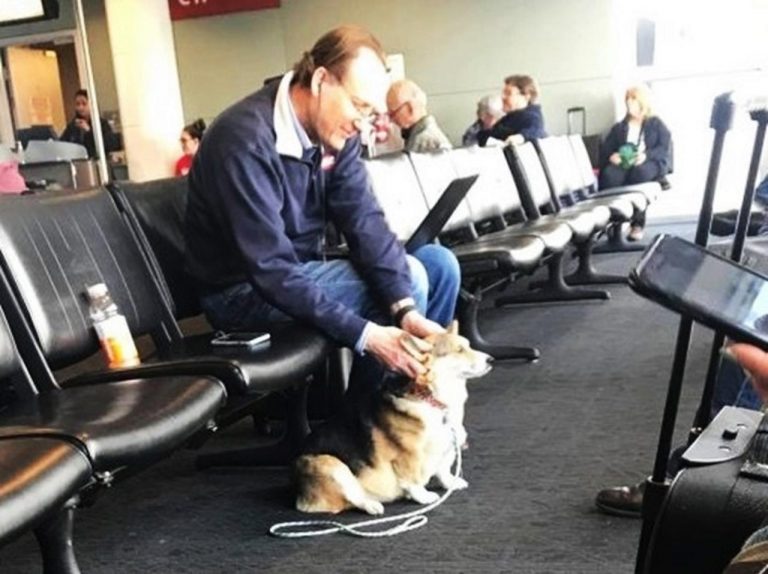 空港で見知らぬ男性に寄り添うコーギー犬、その理由に感動