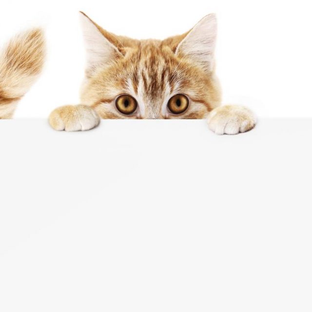 【猫の日】セレブの飼い猫のインスタグラム、フォロワー順にランキング！
