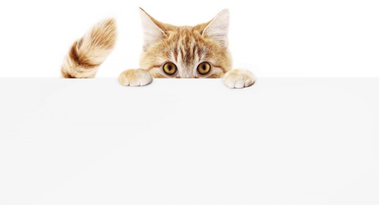 【猫の日】セレブの飼い猫のインスタグラム、フォロワー順にランキング！