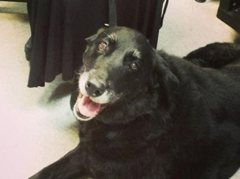 まさに奇跡!10年間迷子になっていた犬が飼い主と再会