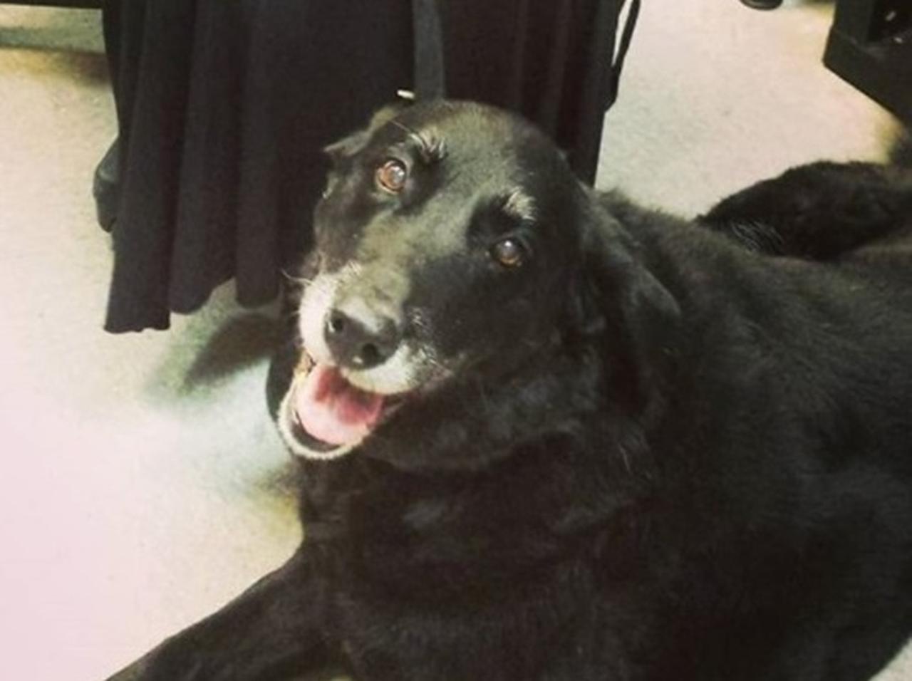 まさに奇跡！10年間迷子になっていた犬が飼い主と再会