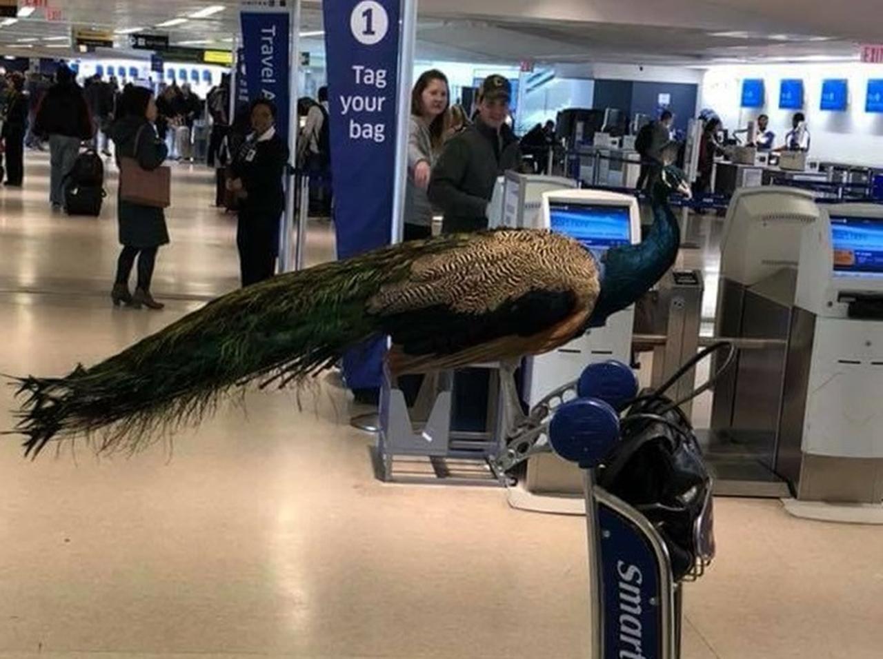 ユナイテッド航空、メンタルサポート動物の「クジャク」の搭乗を拒否