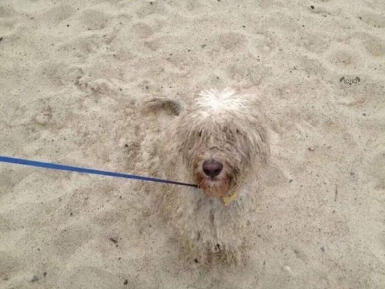 犬はどこ?犬が背景と同化する可愛すぎる写真に癒される人続出