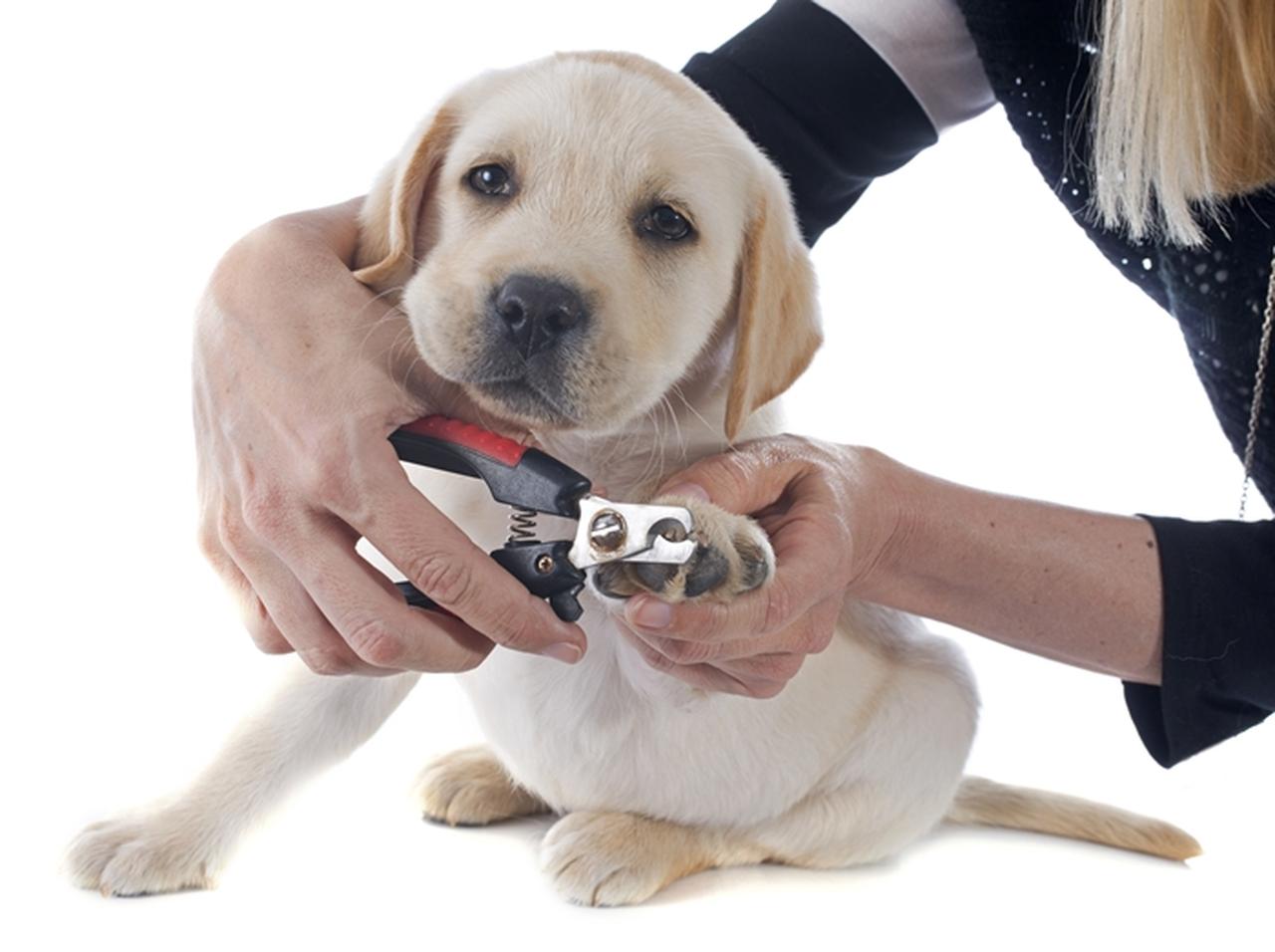 爪切りが嫌いな犬、飼い主が思い浮かんだ斬新なアイディアに…