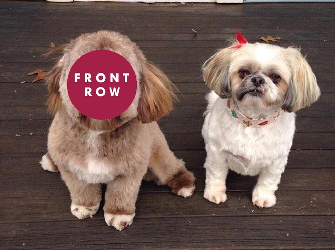 「人の顔に見える」と話題の『犬』が予想以上に人面犬