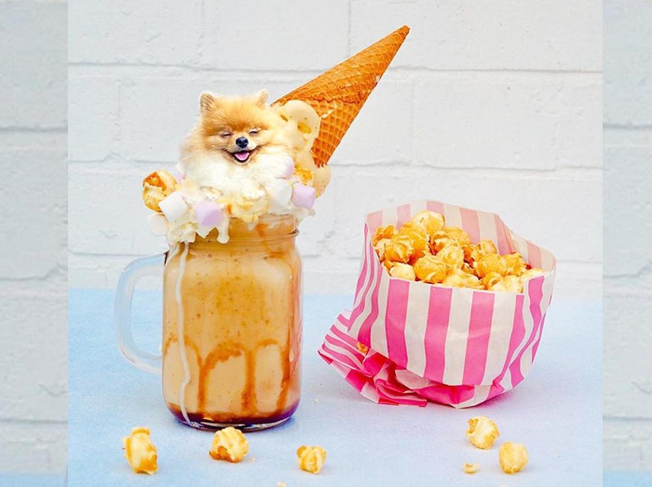 これぞ本当の「ドッグフード」？わんことスイーツを合体させた写真に癒される