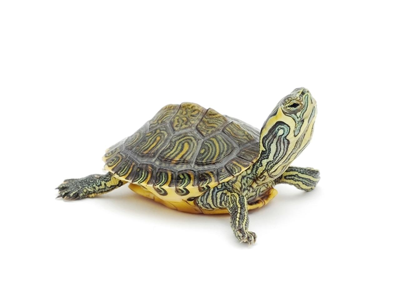 寒い車の中に置き去りにされ凍った亀、果たして彼の命は？