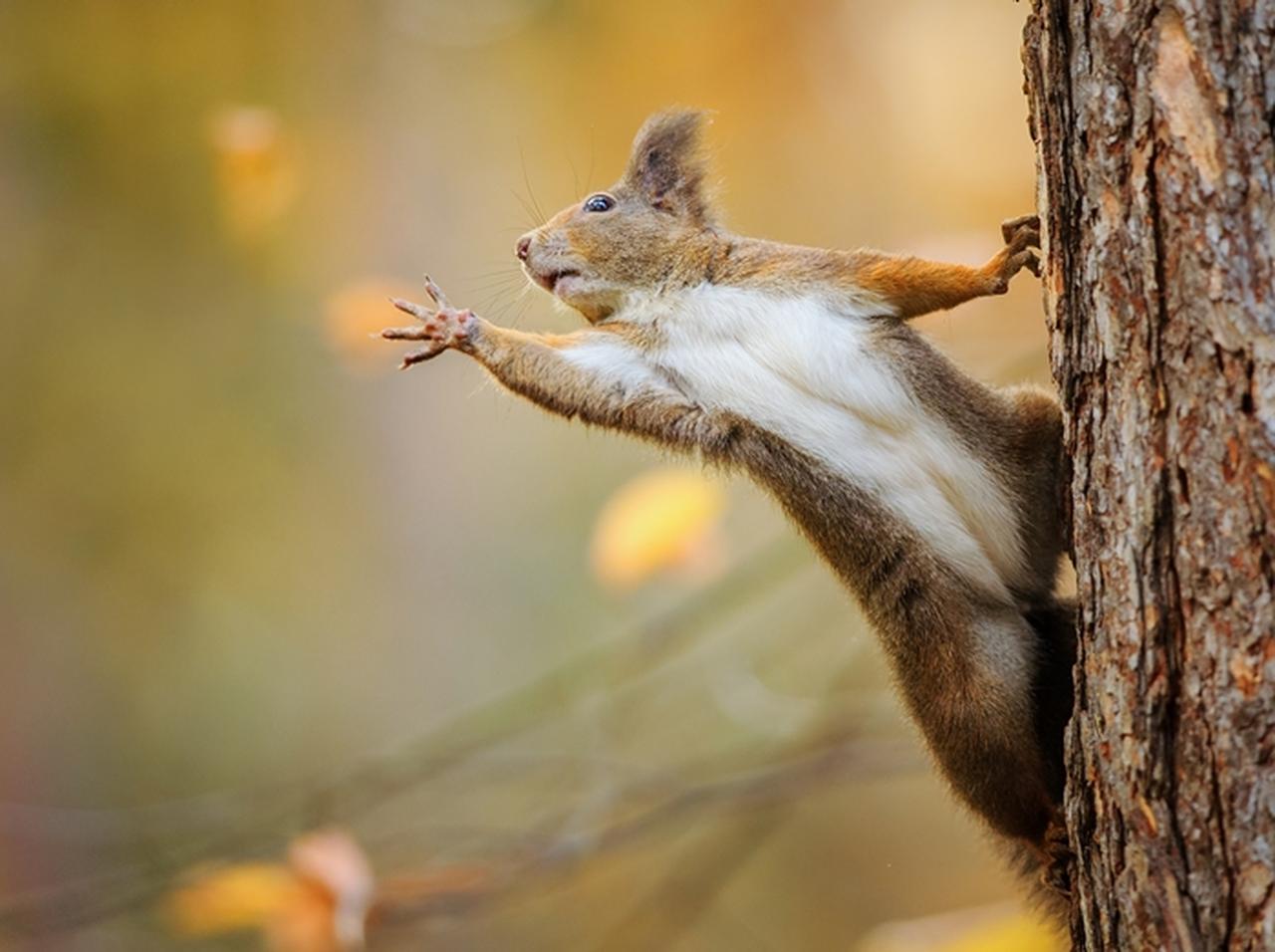 リスが驚きの行動、その一部始終を収めた動画が話題