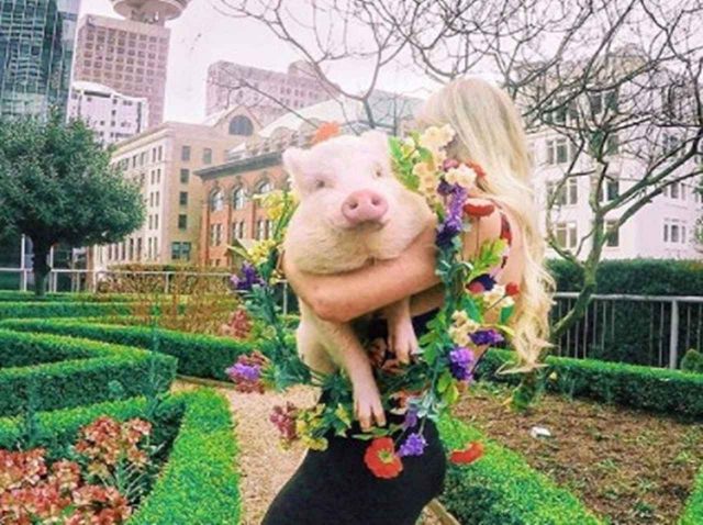 インスタで人気のブタ「クリストファー・ザ・ピッグ」が可愛すぎるのでフォローしたい