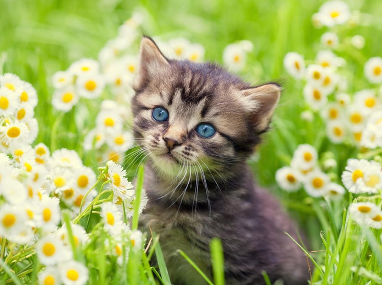 ネコが「おみやげ」として持って帰ってきたものが素敵