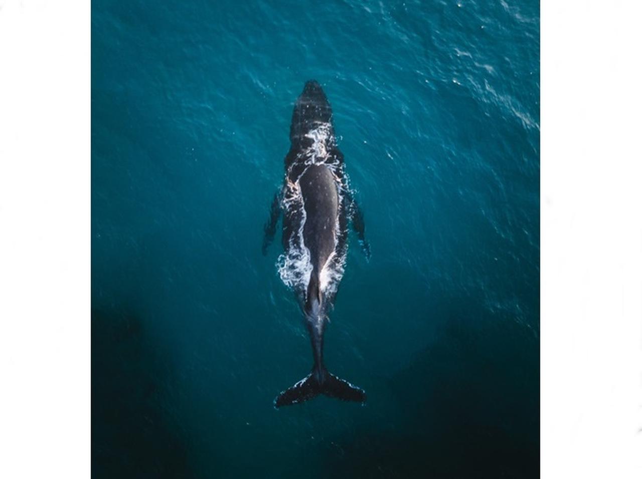 クジラが作った「奇跡のハート」が素敵なので見てほしい