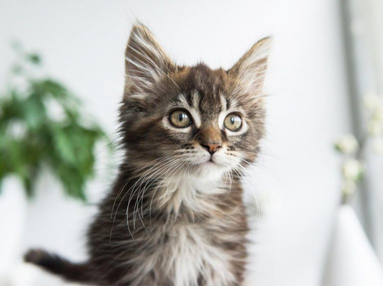 刺青マニアモデル、「飼い猫の毛」からできたインクで入れたタトゥーをお披露目