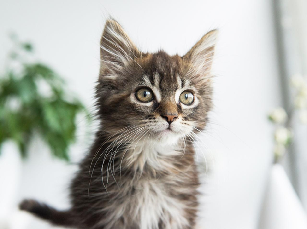 刺青マニアモデル、「飼い猫の毛」からできたインクで入れたタトゥーをお披露目