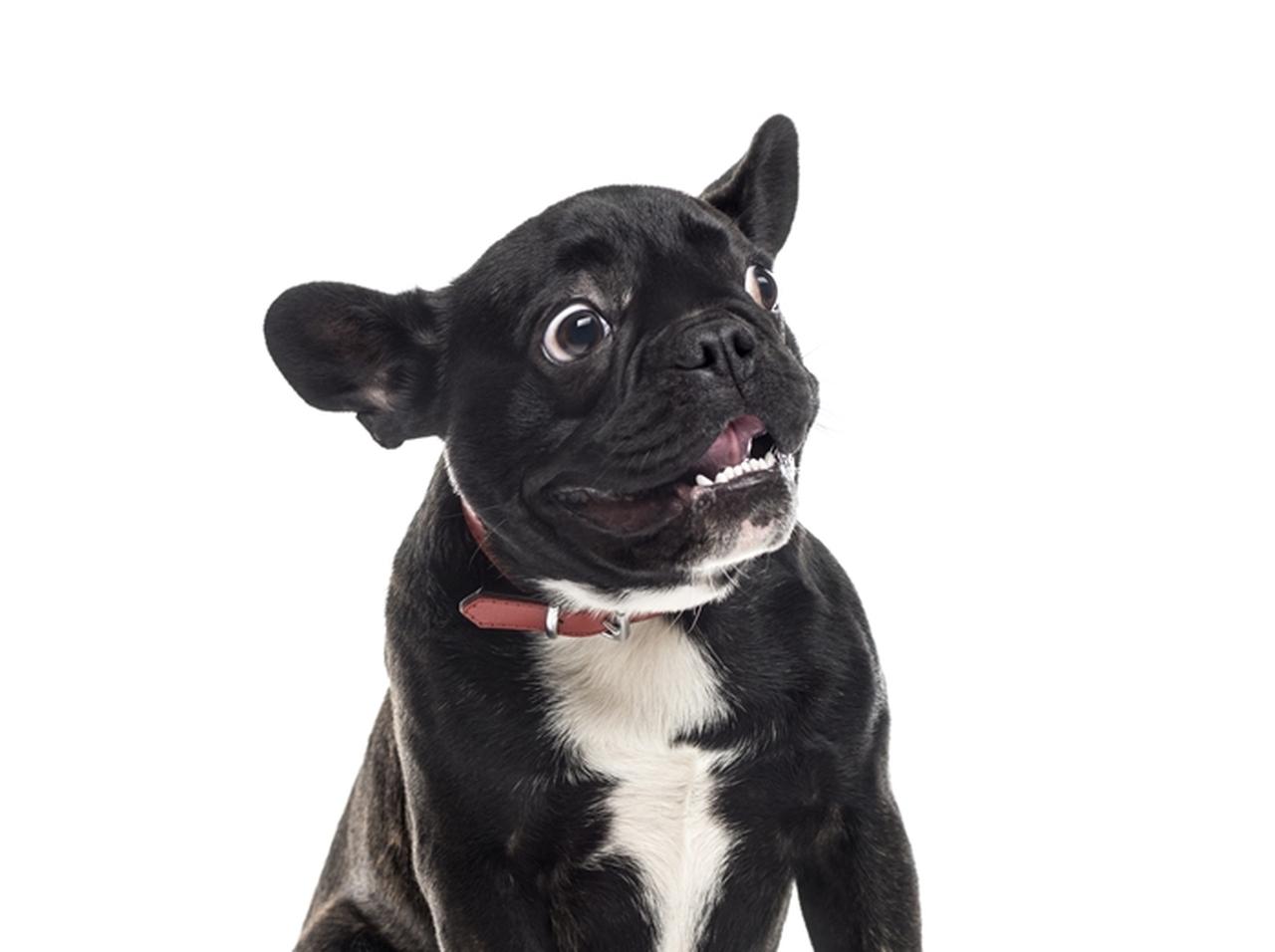 たった6秒で人を笑わせる犬の「ドヤ顔」をご覧ください