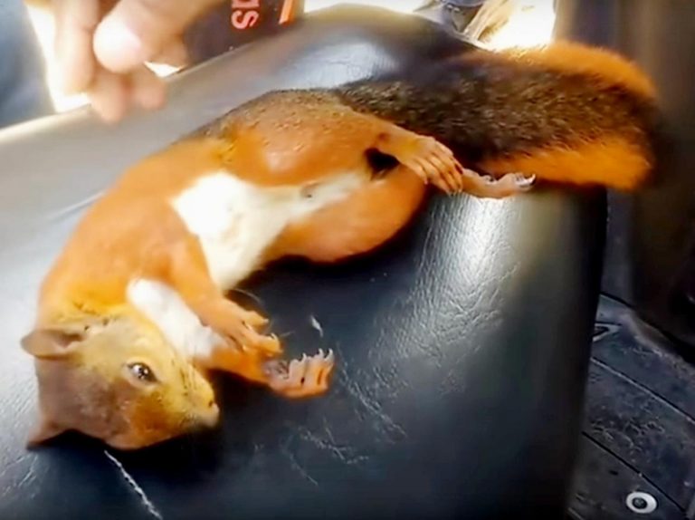 これぞ奇跡、心臓が止まったリスがある男性の行動で生き返る【動画アリ】