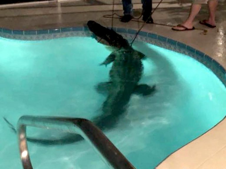 家に3メートル超えのワニがやってきたらどうしますか?