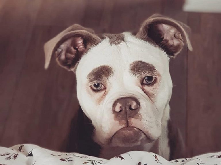 眉毛がある犬「マダム・アイブローズ」が愛おしすぎる