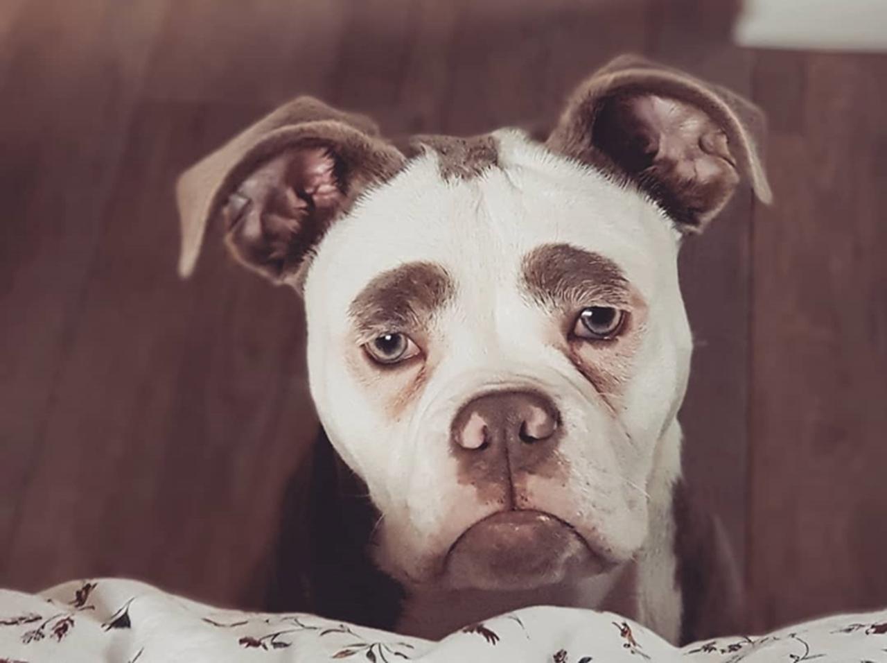 眉毛がある犬「マダム・アイブローズ」が愛おしすぎる