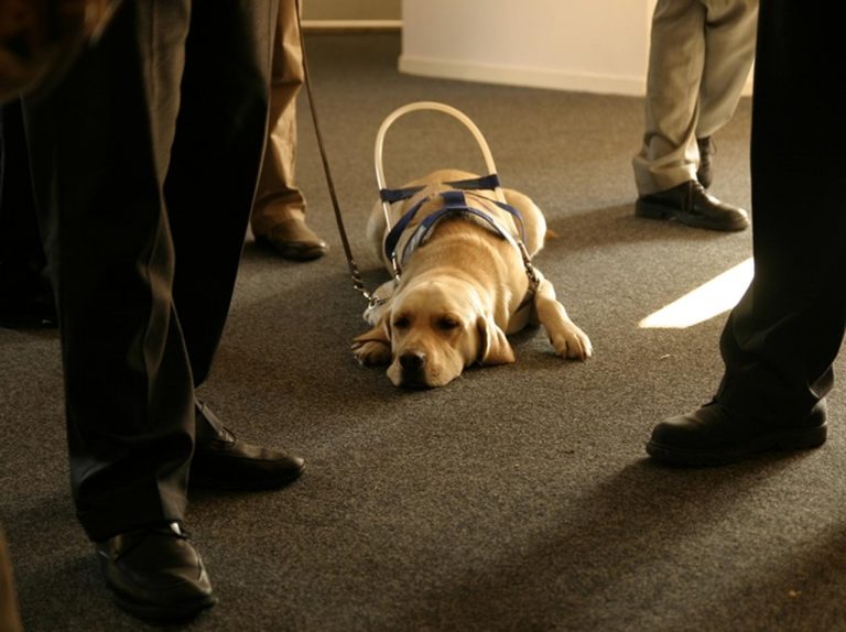 盲導犬の目線で撮影した動画に映っていた「悲しい現実」とは?