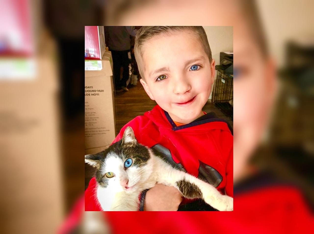 いじめられていた少年が、自分の「目」と同じ色を持つ特殊なネコに出会う