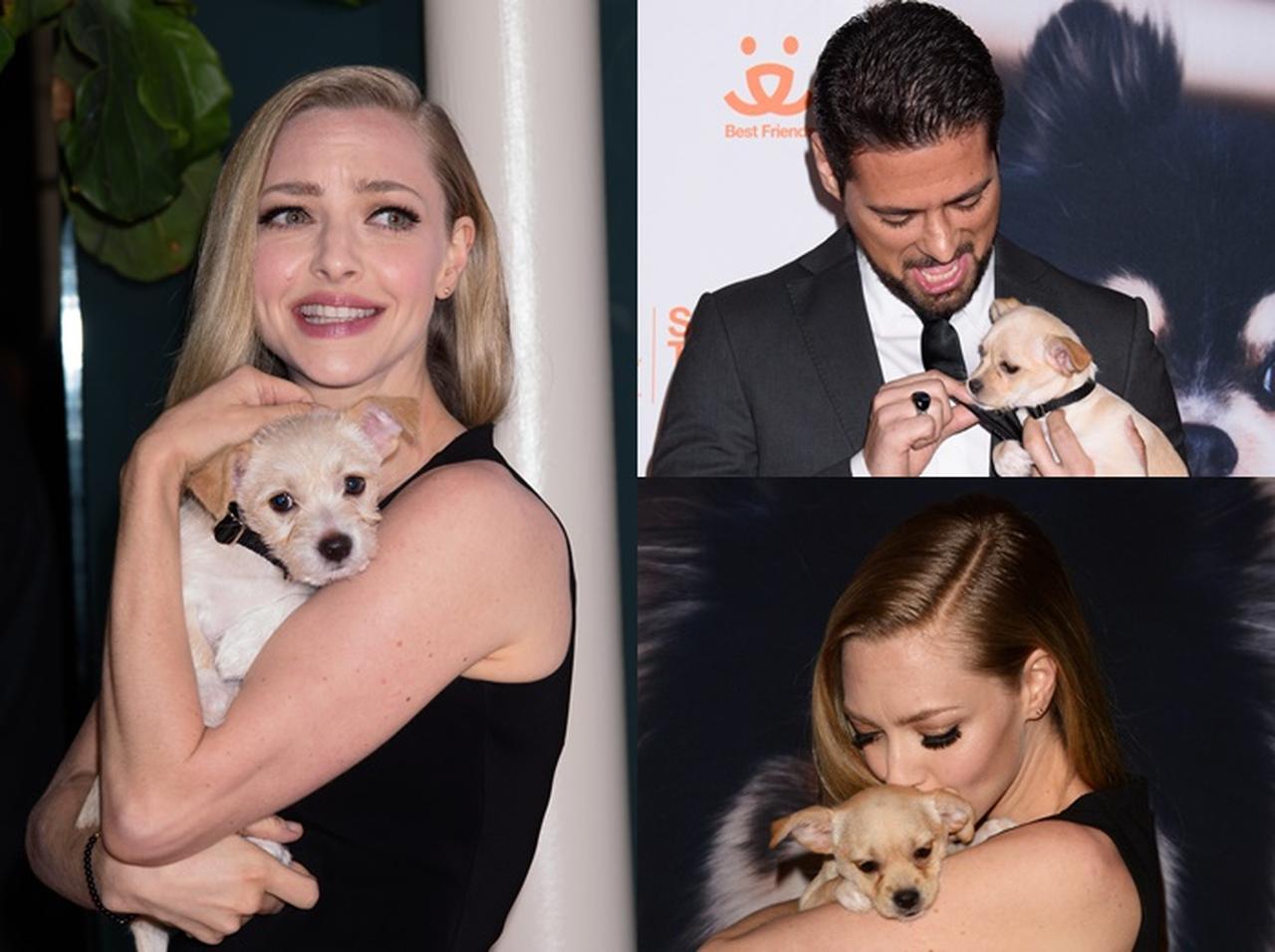 「セレブと子犬の祭典」が最高でしかない【写真アリ】