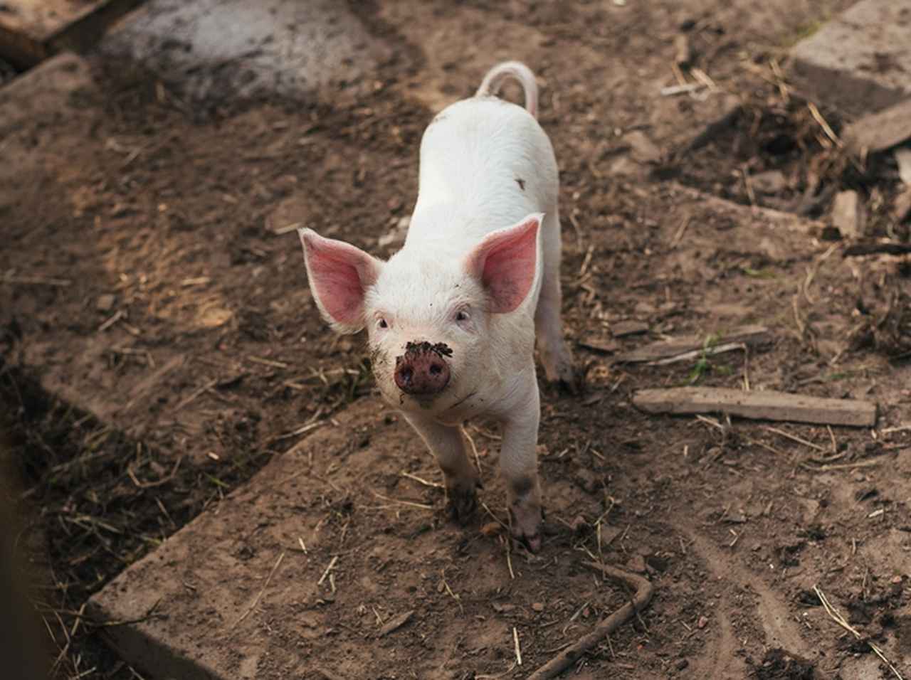 豚が男性につきまとい警察が出動、警察に連行された豚の運命は