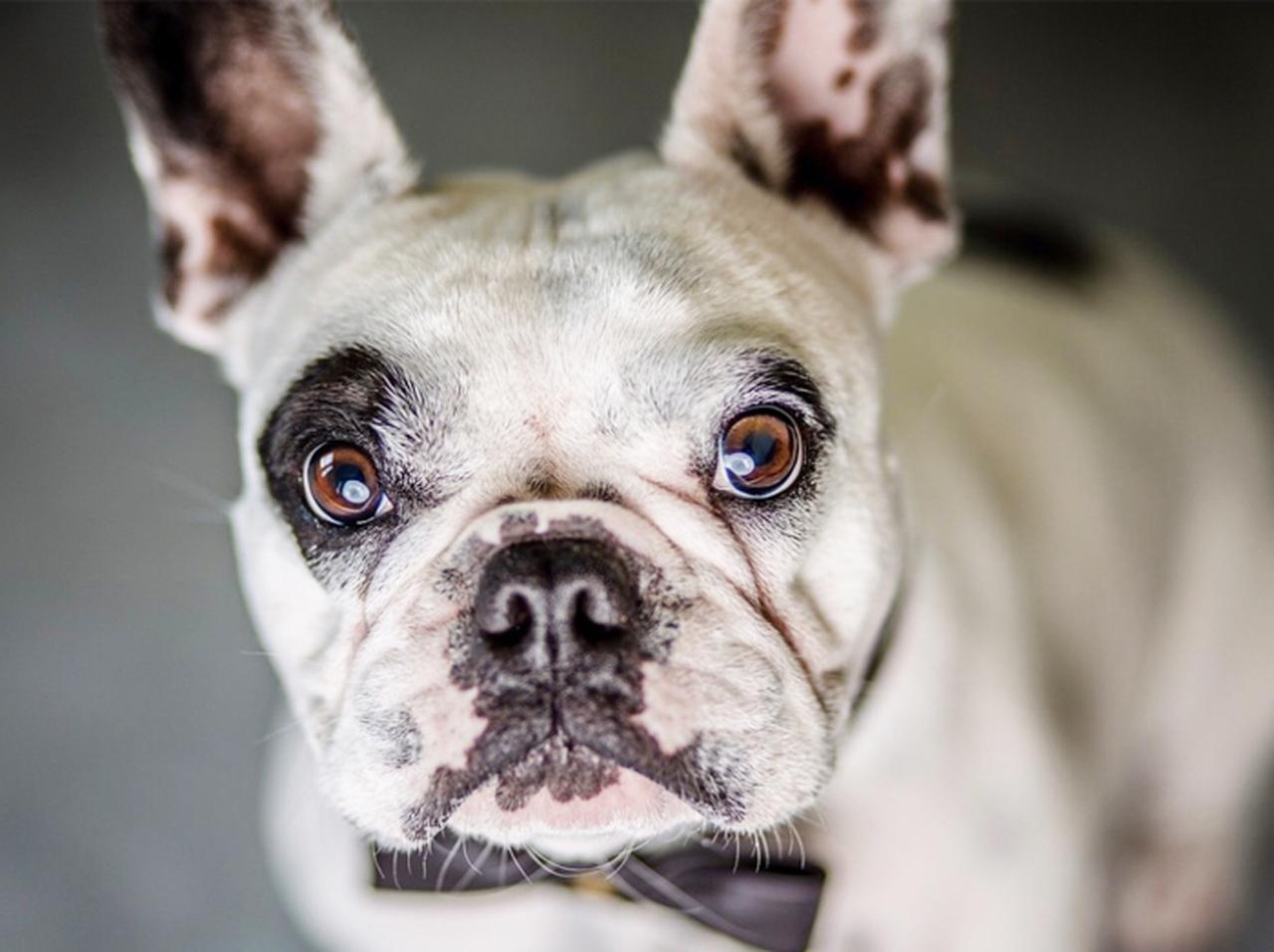 まるでソウルシンガー!人間よりも「歌ウマ」なフレンチブルに衝撃はしる