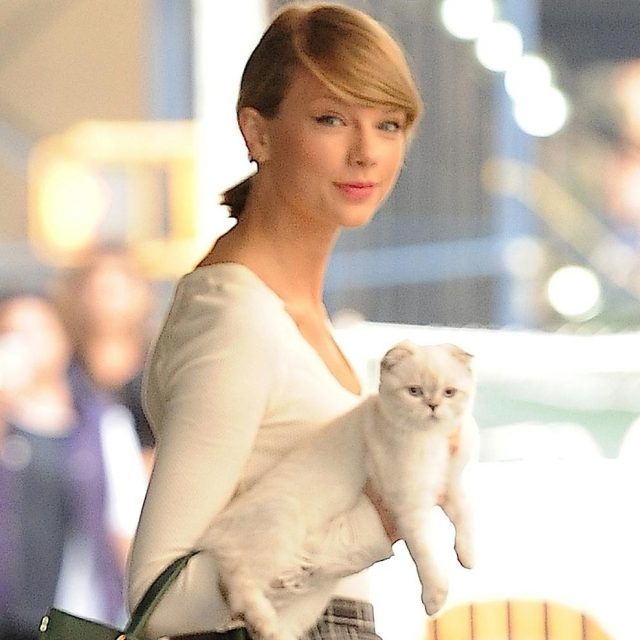 テイラー・スウィフトの猫がこんな形で『デッドプール2』にカメオ出演！ライアンの粋な計らい