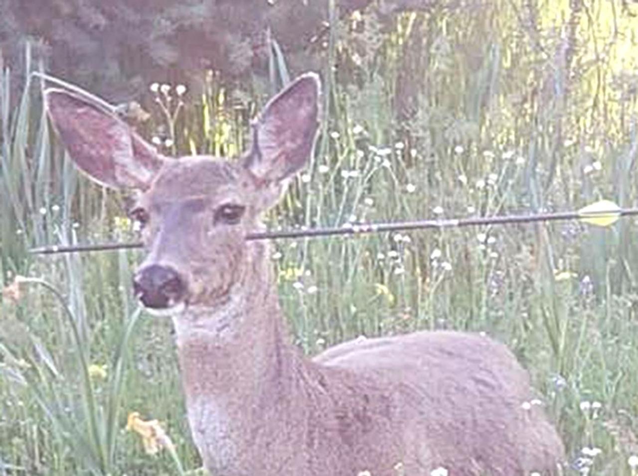 矢が頭に貫通しているのに死なない「最強シカ」が保護へ
