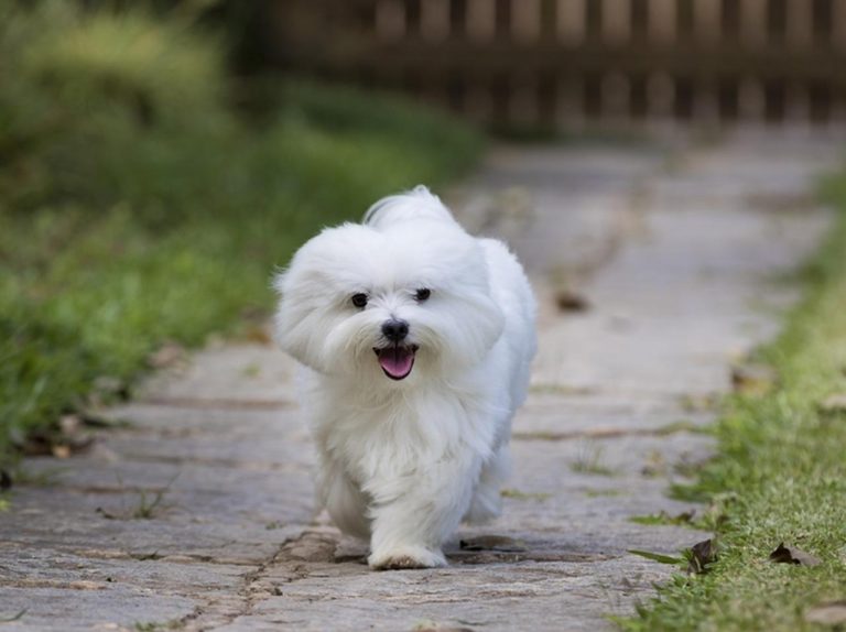 これはどこの子？父親がペットサロンから連れて帰ってきた犬が違う