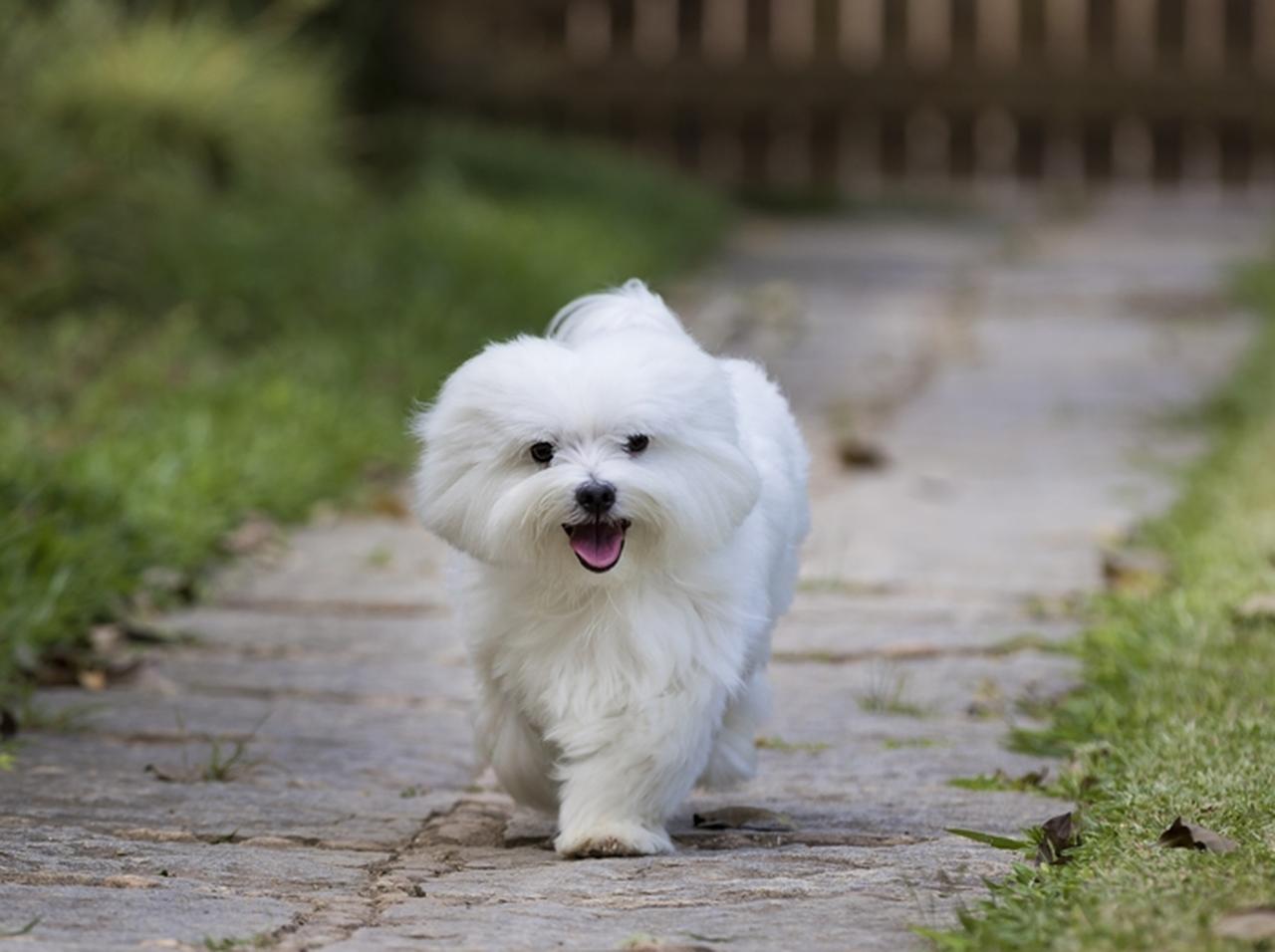 これはどこの子？父親がペットサロンから連れて帰ってきた犬が違う