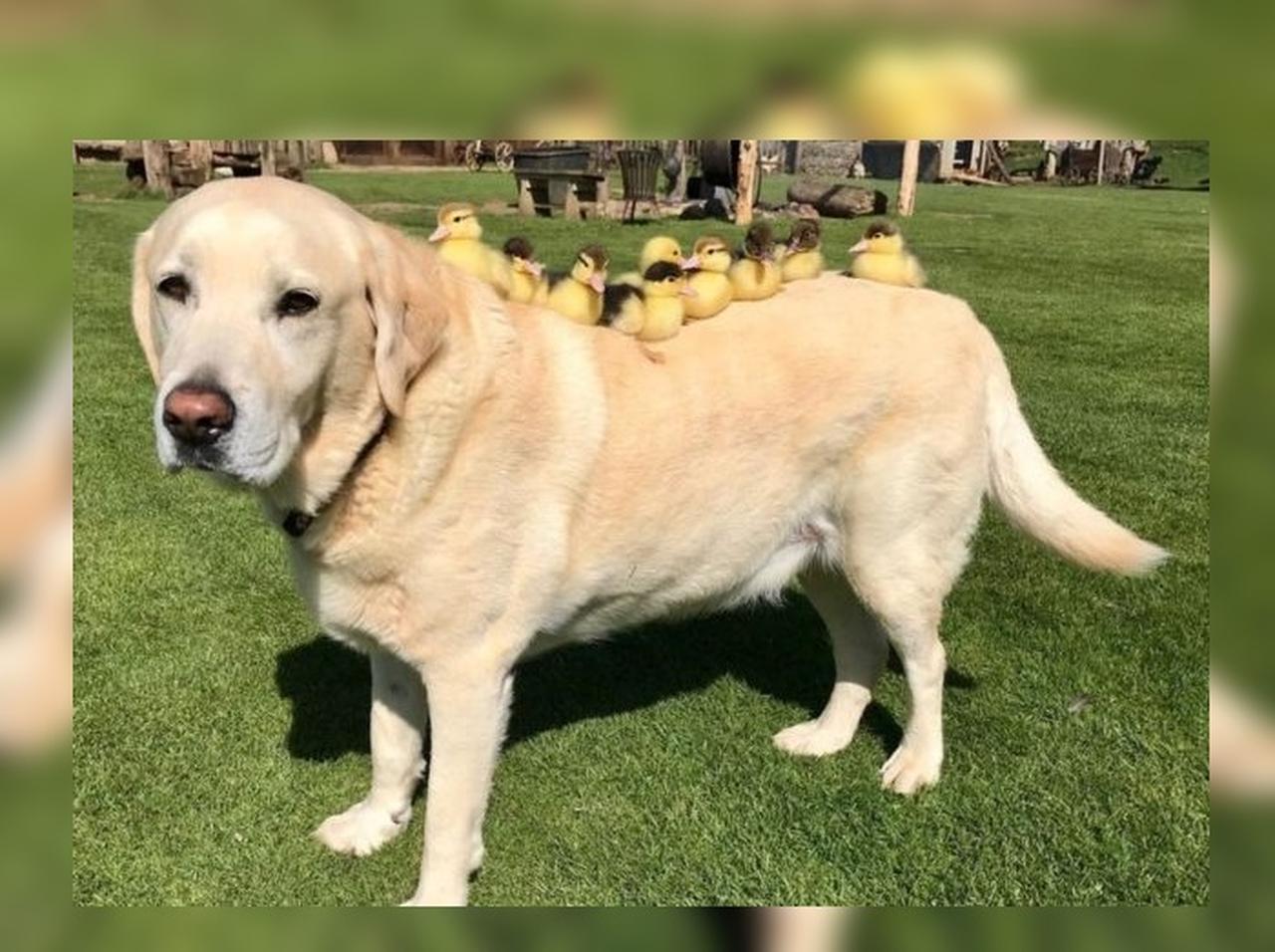 ラブラドール犬、母親とはぐれた9羽の赤ちゃんアヒルを世話する姿に癒される