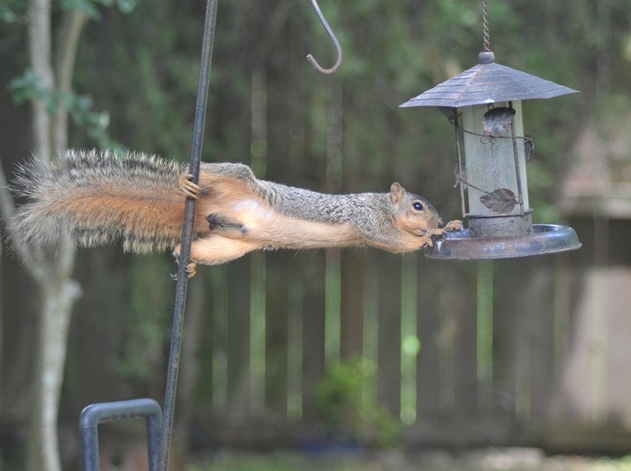 ある母親がいたずらするリスに困惑、その後に取った対策にリスも驚き