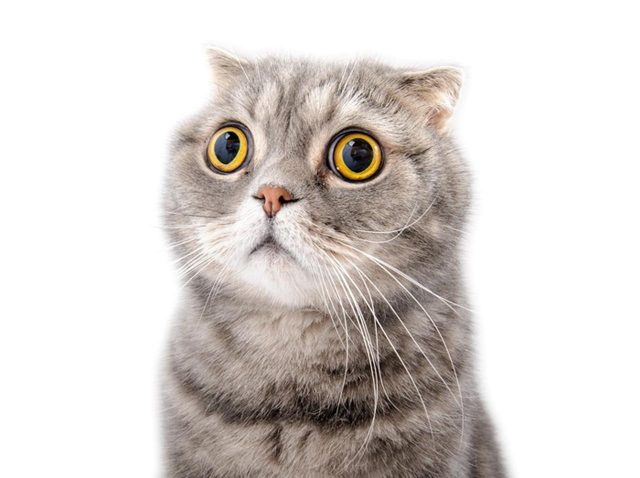 妊娠したと分かった瞬間の猫の反応がプライスレス