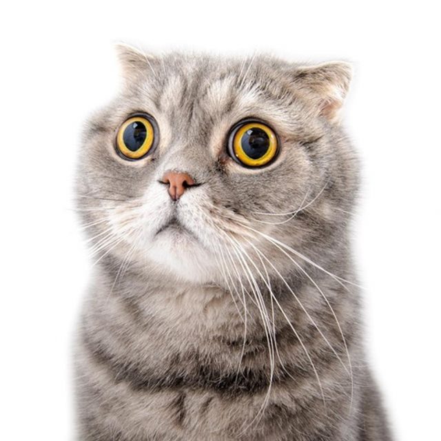 妊娠したと分かった瞬間の猫の反応がプライスレス