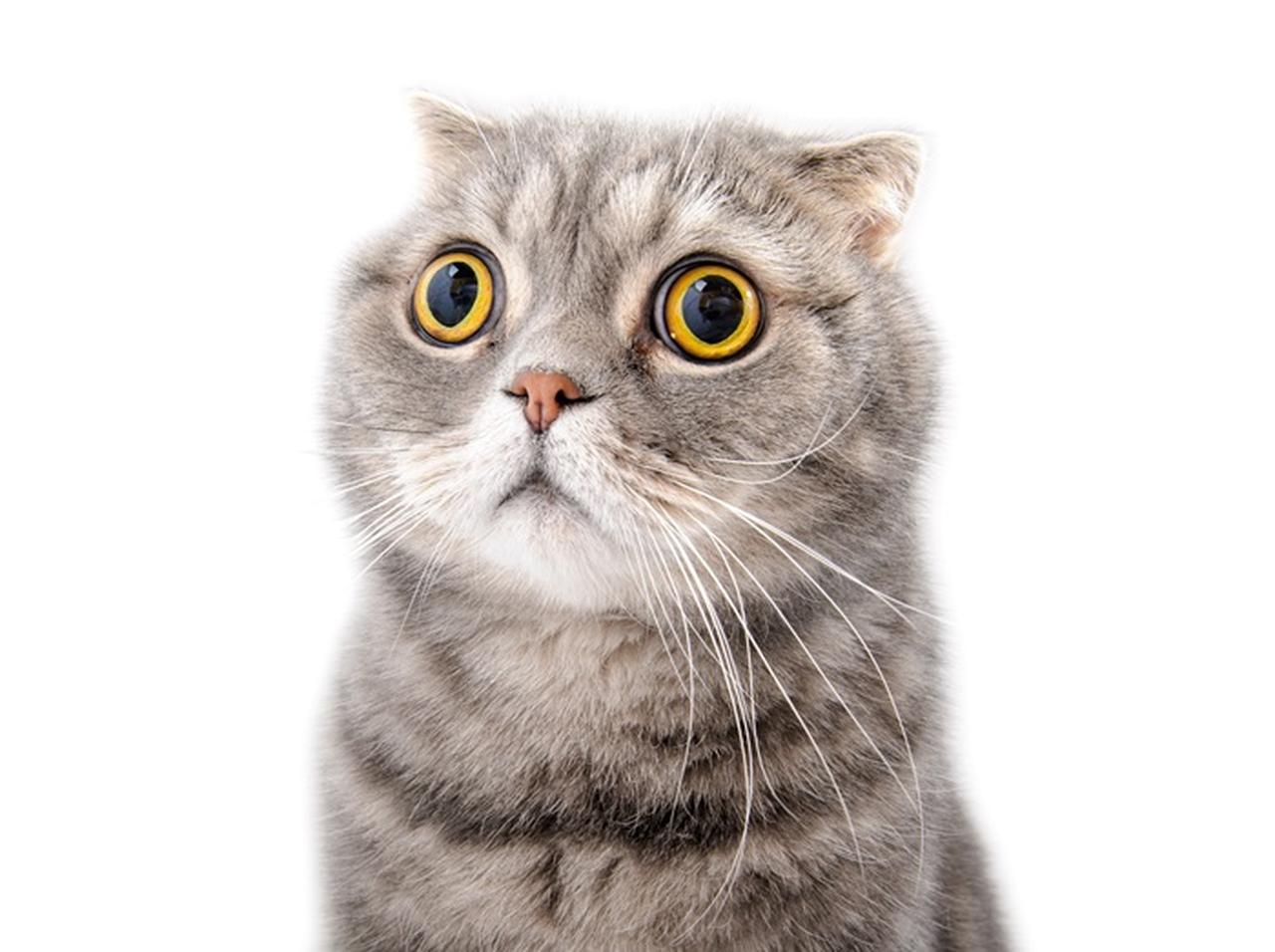 妊娠したと分かった瞬間の猫の反応がプライスレス