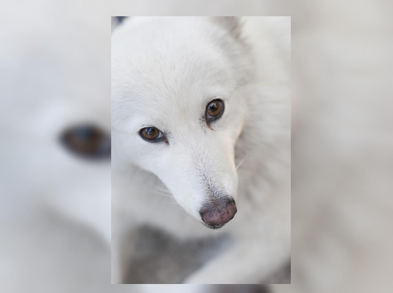 犬だと思ってペットを飼った女性、まさかのオチに唖然