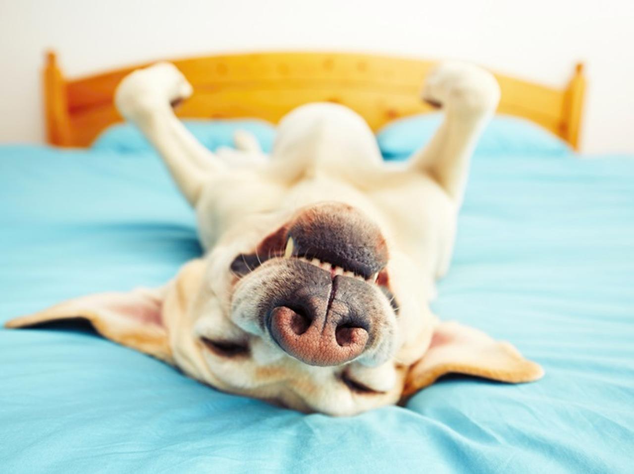 ハイキングに疲れた犬のために救助隊が出動、その姿が「王様のよう」と話題