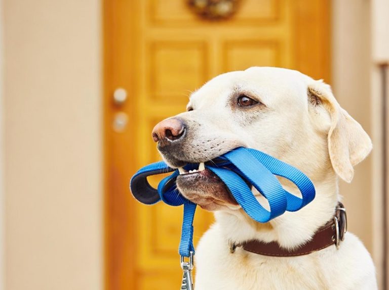 あるカフェの入り口で見つけた犬の「健気すぎる」姿が愛おしい