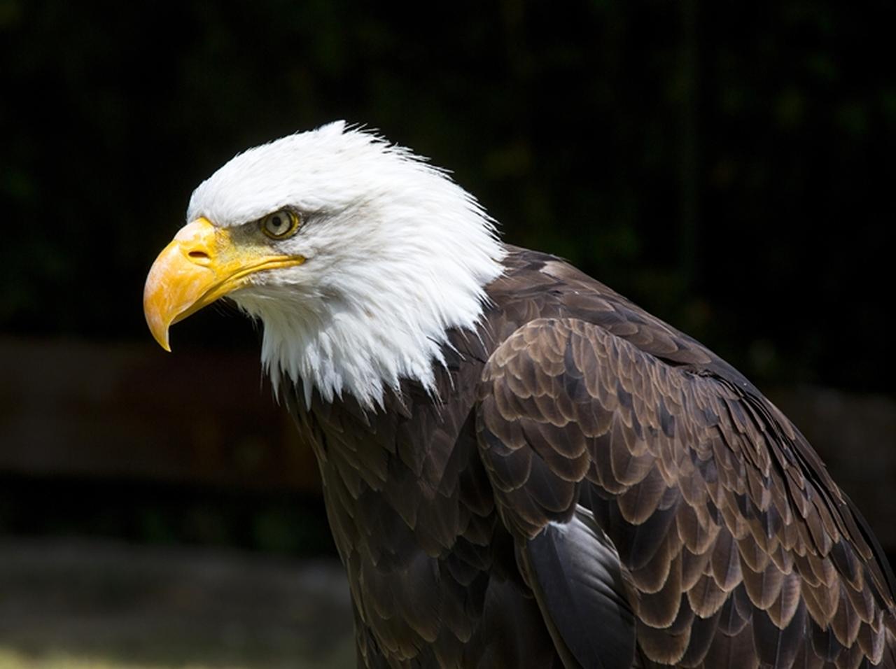 これぞ弱肉強食の世界、ワシvsキツネの争いが想像以上にハイレベル