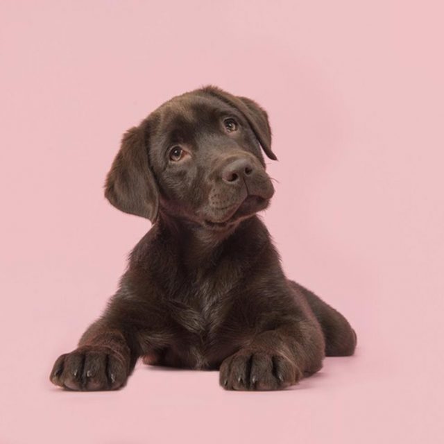 飼い主が急に消えたら犬はどうする…？海外で流行中のチャレンジが爆笑もの