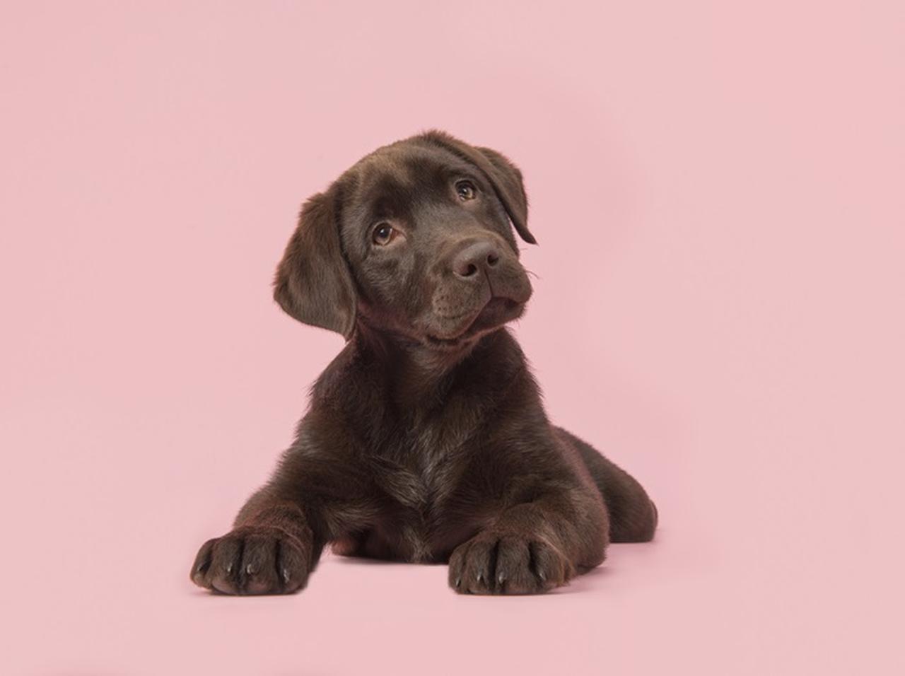 飼い主が急に消えたら犬はどうする…?海外で流行中のチャレンジが爆笑もの