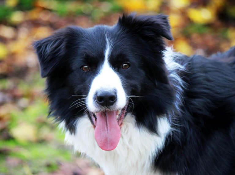「パノラマ撮影に失敗した犬」の姿が予想以上に“笑撃的”