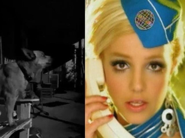 ブリトニー・スピアーズの『トキシック』を歌う犬の声が想像以上にリアル